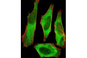 Fluorescent image of Hela cells stained with XAF1 Antibody (C-term) (ABIN6242701 and ABIN6577426). (XAF1 Antikörper  (C-Term))