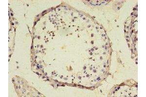 Immunohistochemistry of paraffin-embedded human testis tissue using ABIN7168967 at dilution of 1:100 (SRSF1 Antikörper  (AA 1-183))