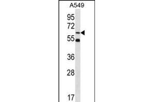 ZN Antibody (Center) (ABIN656365 and ABIN2845663) western blot analysis in A549 cell line lysates (35 μg/lane). (ZNF248 Antikörper  (AA 276-304))