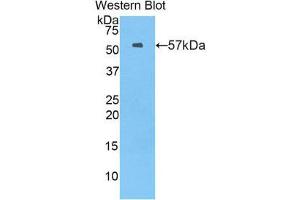 Western Blotting (WB) image for anti-Myxovirus Resistance Protein 1 (MX1) (AA 43-308) antibody (ABIN1859915) (MX1 Antikörper  (AA 43-308))
