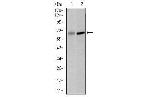 Image no. 3 for anti-Polo-Like Kinase 1 (PLK1) antibody (ABIN1500277) (PLK1 Antikörper)