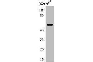 Western Blot analysis of HuvEc cells using Rabaptin-5β Polyclonal Antibody (RABEP2 Antikörper  (Internal Region))