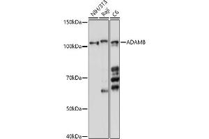 Western blot analysis of extracts of various cell lines, using  antibody (ABIN6131154, ABIN6136536, ABIN6136537 and ABIN6214775) at 1:1000 dilution. (ADAM8 Antikörper  (AA 17-300))
