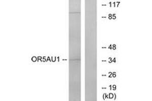 Western blot analysis of extracts from Jurkat cells, using OR5AU1 Antibody. (OR5AU1 Antikörper  (AA 201-250))