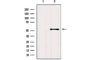 Western blot analysis of extracts from HepG2, using GPR89A Antibody. (GPR89A Antikörper)