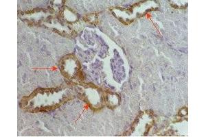 Rat kidney tissue was stained by Anti-RFRP (56-92) (Human) Serum (NPVF Antikörper  (amidated, Preproprotein))