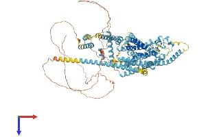 Tmc2 Protein (AA 1-888) (His tag)