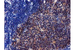 Image no. 2 for anti-Coiled-Coil-Helix-Coiled-Coil-Helix Domain Containing 5 (CHCHD5) (AA 1-110) antibody (ABIN1490560) (CHCHD5 Antikörper  (AA 1-110))