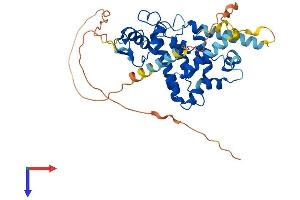 NR2E3 Protein (AA 1-395) (His tag)