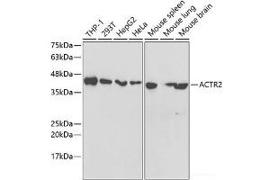 Western blot analysis of extracts of various cell lines using ACTR2 Polyclonal Antibody at dilution of 1:1000. (ACTR2 Antikörper)
