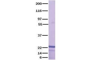 Validation with Western Blot (FGF4 Protein)