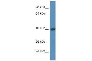 Western Blot showing CD44 antibody used at a concentration of 1 ug/ml against Fetal Heart Lysate (CD44 Antikörper  (C-Term))