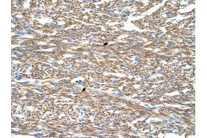 COX4I1 antibody was used for immunohistochemistry at a concentration of 2. (COX IV Antikörper  (N-Term))