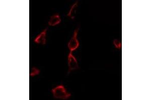 ABIN6275320 staining 293 by IF/ICC. (NCOA4 Antikörper  (C-Term))