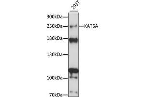 Western blot analysis of extracts of 293T cells, using KA antibody (ABIN7268768) at 1:1000 dilution. (MYST3 Antikörper  (AA 800-1000))
