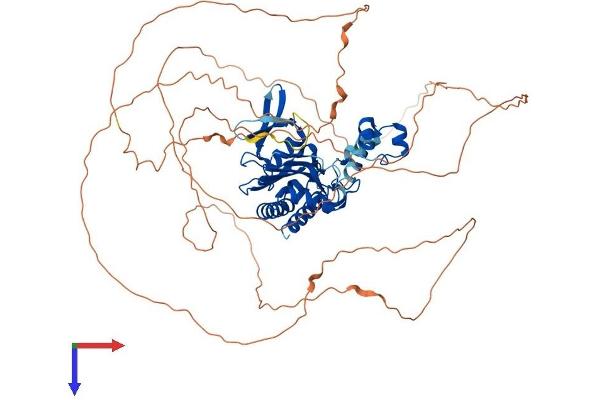 ITPKC Protein (AA 1-678) (His tag)