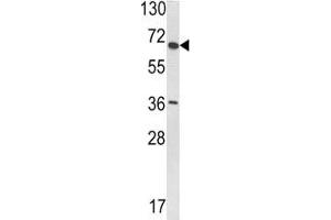 Western blot analysis of VDU1 antibody and T47D lysate. (USP33 Antikörper  (AA 799-829))