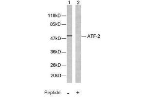 Image no. 2 for anti-Activating Transcription Factor 2 (ATF2) (Thr51), (Thr69) antibody (ABIN197146) (ATF2 Antikörper  (Thr51, Thr69))