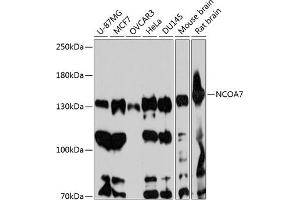 Western blot analysis of extracts of various cell lines, using NCO antibody (ABIN6129655, ABIN6144417, ABIN6144418 and ABIN6217922) at 1:3000 dilution. (NCOA7 Antikörper  (AA 1-90))