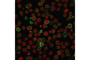 Immunofluorescence Analysis of PFA-fixed Jurkat cells labeling CD45RA with CD45RA MAb (PTPRC/818) followed by Goat anti-Mouse IgG-CF488 (Green).