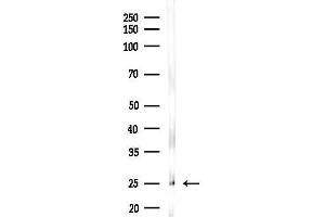 anti-CD90 (THY1) (Internal Region) antibody