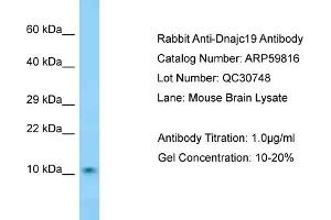 Western Blotting (WB) image for anti-DnaJ (Hsp40) Homolog, Subfamily C, Member 19 (DNAJC19) (N-Term) antibody (ABIN2788226)