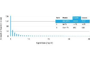 Protein Array (PAr) image for anti-Glutamate Receptor, Ionotropic, N-Methyl D-Aspartate 2B (GRIN2B) antibody (ABIN7456233)