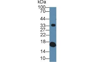 Western Blot; Sample: Porcine Serum; Primary Ab: 1µg/ml Rabbit Anti-Porcine TTR Antibody Second Ab: 0.