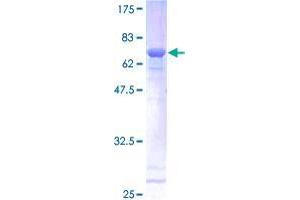 SSBP2 Protein (AA 1-361) (GST tag)