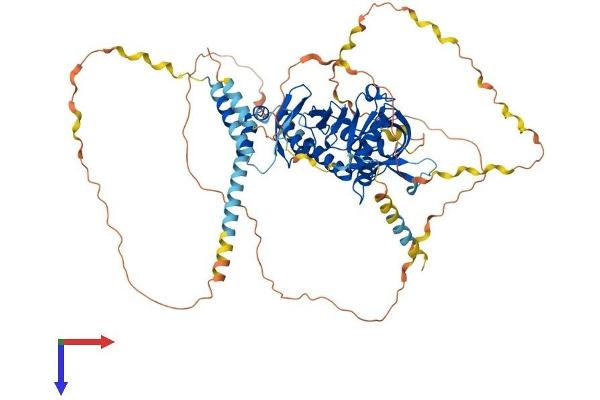 Amyloid beta (A4) Precursor Protein-Binding, Family B, Member 1 Interacting Protein (APBB1IP) (AA 1-670) protein (His tag)