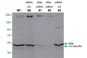 Western blot using Eif3e polyclonal antibody  shows detection of endogenous Eif3e. (EIF3E Antikörper  (C-Term))