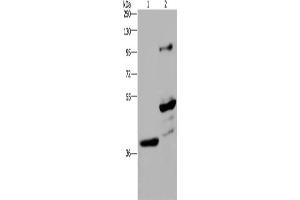 Western Blotting (WB) image for anti-Growth Arrest-Specific 7 (GAS7) antibody (ABIN2421611) (GAS7 Antikörper)