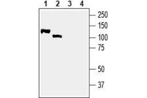 Western blot analysis of rat brain membranes (lanes 1 and 3) and mouse brain lysate (lanes 2 and 4): - 1,2. (Neuregulin 2 Antikörper  (Extracellular, N-Term))
