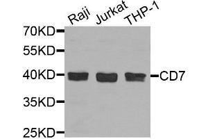 Western blot analysis of extracts of various cells, using CD7 antibody. (CD7 Antikörper)