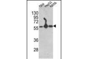 Western blot analysis of P4HB Antibody (C-term) (ABIN389450 and ABIN2839519) in CEM,HepG2, cell line lysates (35 μg/lane). (P4HB Antikörper  (C-Term))