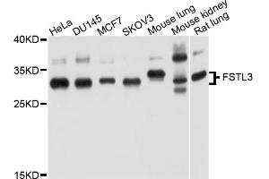 Western blot analysis of extracts of various cell lines, using FSTL3 antibody (ABIN4903702) at 1:1000 dilution. (FSTL3 Antikörper)