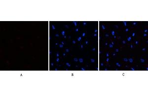 Immunofluorescence analysis of rat heart tissue. (EIF2A Antikörper  (pSer51))