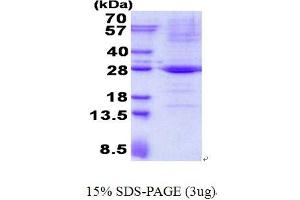 Trafficking Protein Particle Complex 4 (TRAPPC4) (AA 1-219) protein (His tag)