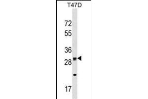 OR1M1 Antibody (C-term) (ABIN1537022 and ABIN2849441) western blot analysis in T47D cell line lysates (35 μg/lane).