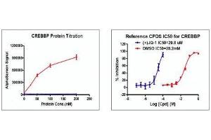 Recombinant CREBBP (1081-1197) activity using AlphaScreen. (CBP Protein (AA 1081-1197) (His tag,DYKDDDDK Tag))