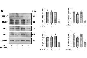 Western Blotting (WB) image for anti-Aralkylamine N-Acetyltransferase (AANAT) (AA 141-207) antibody (ABIN751063)