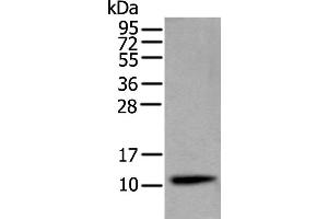 Western Blotting (WB) image for anti-Cystatin S (CST4) antibody (ABIN2422865) (CST4 Antikörper)