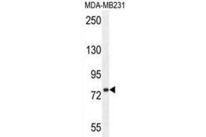 Western Blotting (WB) image for anti-Sorbin and SH3 Domain Containing 1 (SORBS1) antibody (ABIN2995781)