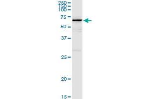 Immunoprecipitation of MPP2 transfected lysate using rabbit polyclonal anti-MPP2 and Protein A Magnetic Bead (MPP2 (Human) IP-WB Antibody Pair)