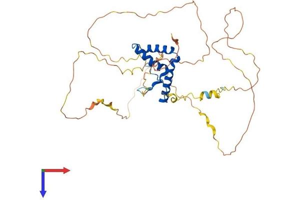 SOX11 Protein (AA 1-395) (His tag)