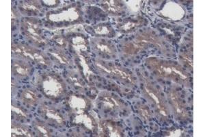 Detection of GAL2 in Porcine Kidney Tissue using Polyclonal Antibody to Galectin 2 (GAL2) (Gallinacin-2 (GAL2) (AA 1-123) Antikörper)