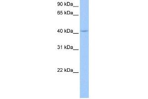 WB Suggested Anti-PAIP1 Antibody Titration:  0. (PAIP1 Antikörper  (N-Term))