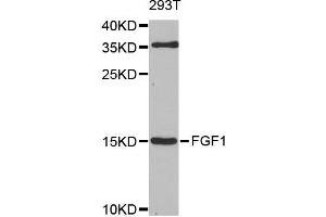 Western blot analysis of extracts of 293T cells, using FGF1 antibody (ABIN5970259) at 1/1000 dilution. (FGF1 Antikörper)