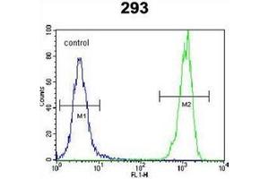 Flow cytometric analysis of 293 cells using OR10H1 Antibody (C-term) Cat. (OR10H1 Antikörper  (C-Term))