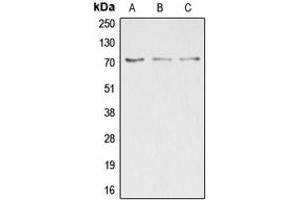 Western blot analysis of DUSP16 expression in HepG2 (A), COLO205 (B), HEK293T (C) whole cell lysates.